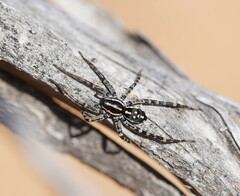 Nyssus coloripes