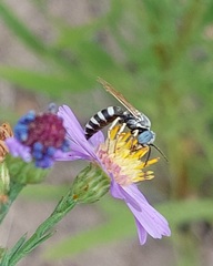 Microbembex monodonta