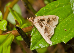 Tephriopis divulsa