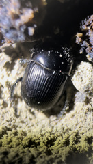 Geotrupes blackburnii
