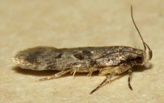 Chionodes obscurusella