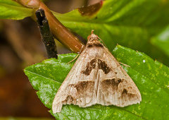 Tephriopis divulsa