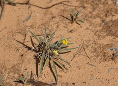 Goodenia willisiana
