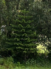 Araucaria