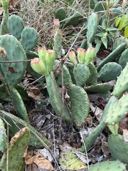 Opuntia humifusa