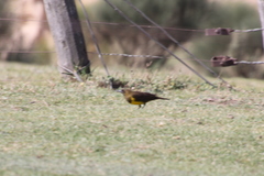 Pseudoleistes virescens