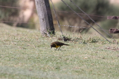 Pseudoleistes virescens