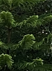 Araucaria
