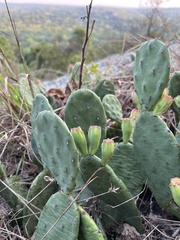Opuntia humifusa