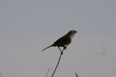 Embernagra platensis