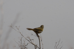 Embernagra platensis