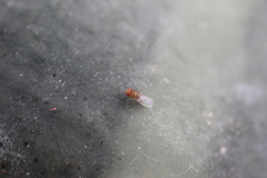 Drosophila