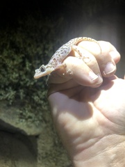 Phyllodactylus nocticolus