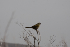 Embernagra platensis