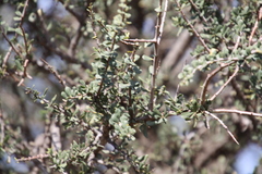 Schinus fasciculata