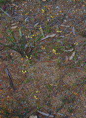 Diuris refracta
