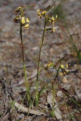 Diuris refracta