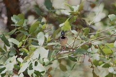 Baeolophus wollweberi
