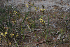 Diuris refracta