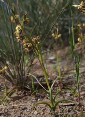 Diuris refracta