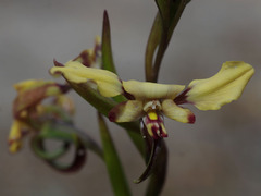 Diuris refracta