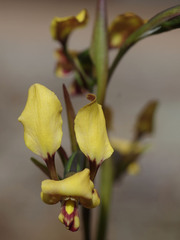 Diuris refracta