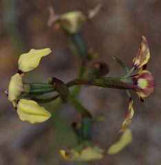 Diuris refracta