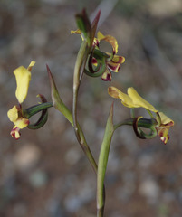 Diuris refracta