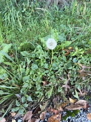 Taraxacum