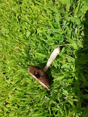 Psathyrella