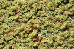 Azolla