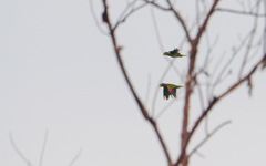 Amazona xantholora
