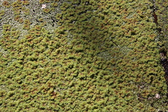 Azolla