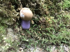 Cortinarius collinitus