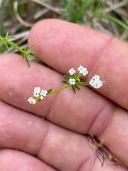 Asperula conferta