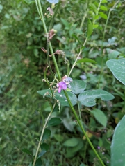 Desmodium