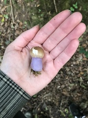 Cortinarius collinitus