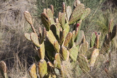 Opuntia