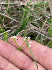 Asperula conferta