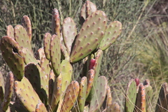 Opuntia