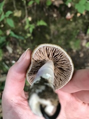 Cortinarius collinitus