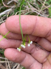 Asperula conferta