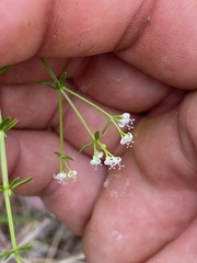 Asperula conferta