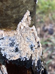Phlebia radiata