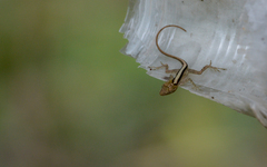 Anolis rodriguezii