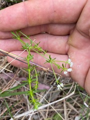 Asperula conferta