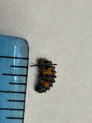 Coccinella
