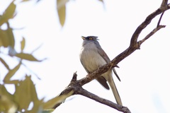 Junco phaeonotus