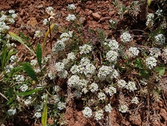 Lobularia maritima