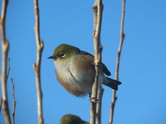 Zosterops lateralis lateralis